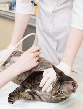 Ihre Kleintierpraxis nähe Weinheim – Tierarzt für Kleintiere