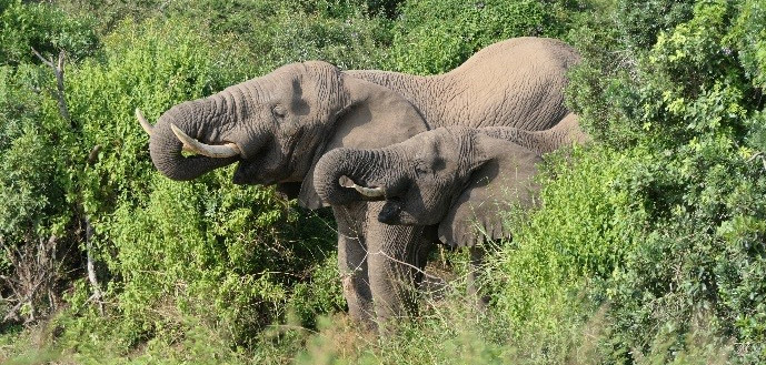 Elefanten Südafrika - Header