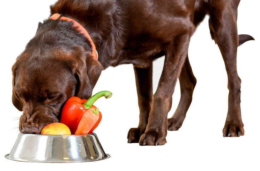 Tierärztliche Ernährungsberatung für Hunde und Katzen
