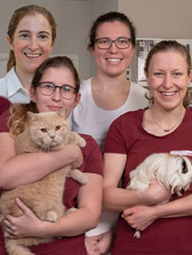 Ihre Kleintierpraxis nähe Fürth – Tierarzt für Kleintiere