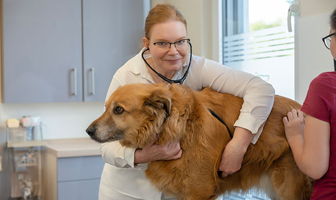 Tierarztpraxen Wandel - Header