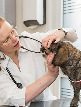 Ihre Kleintierpraxis nähe Fürth – Tierarzt für Kleintiere